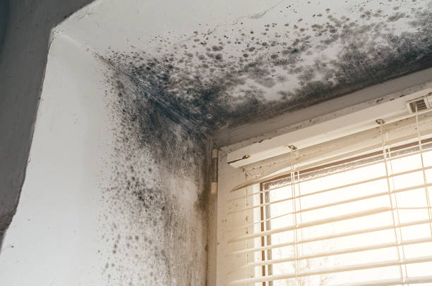 Affordable Basement Mold Removal solutions in Shrewsbury, PA