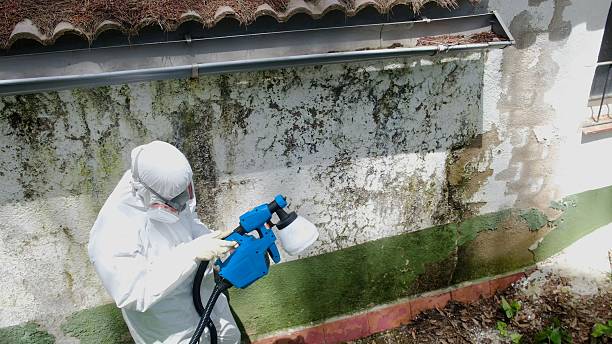Top rated local Basement Mold Removal specialists in Shrewsbury, PA